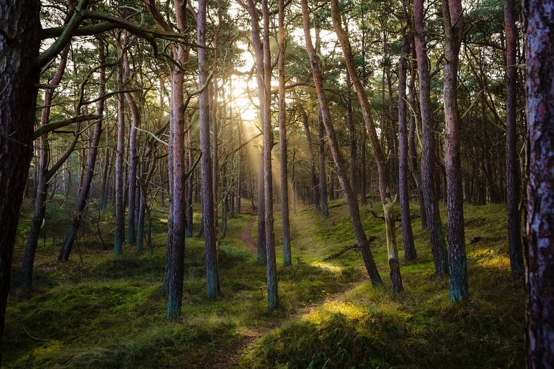 Woodland Charm